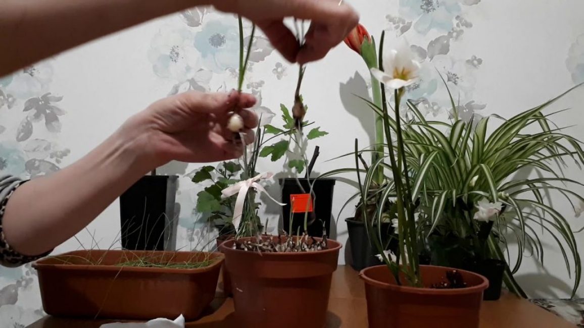 Élevage de Zéphyranthes