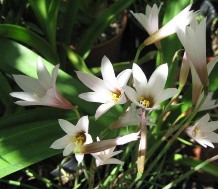 Zéphyranthes multicolores