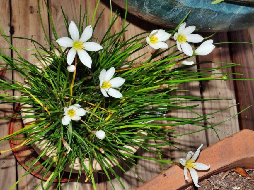 Zéphyranthes à la maison