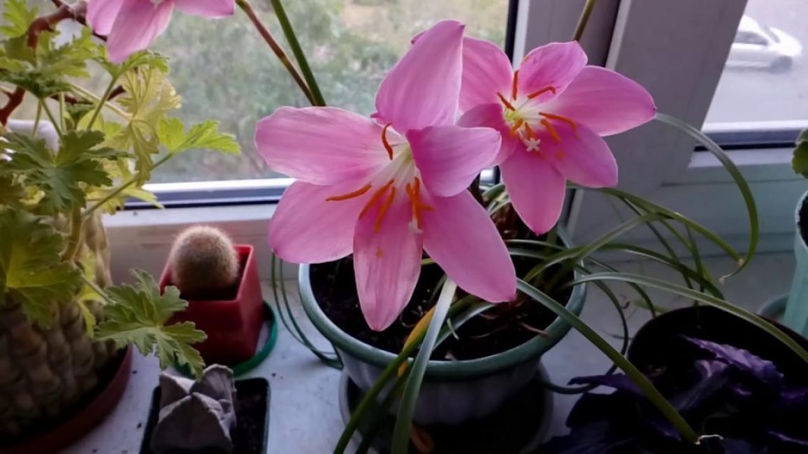 Zéphyranthes