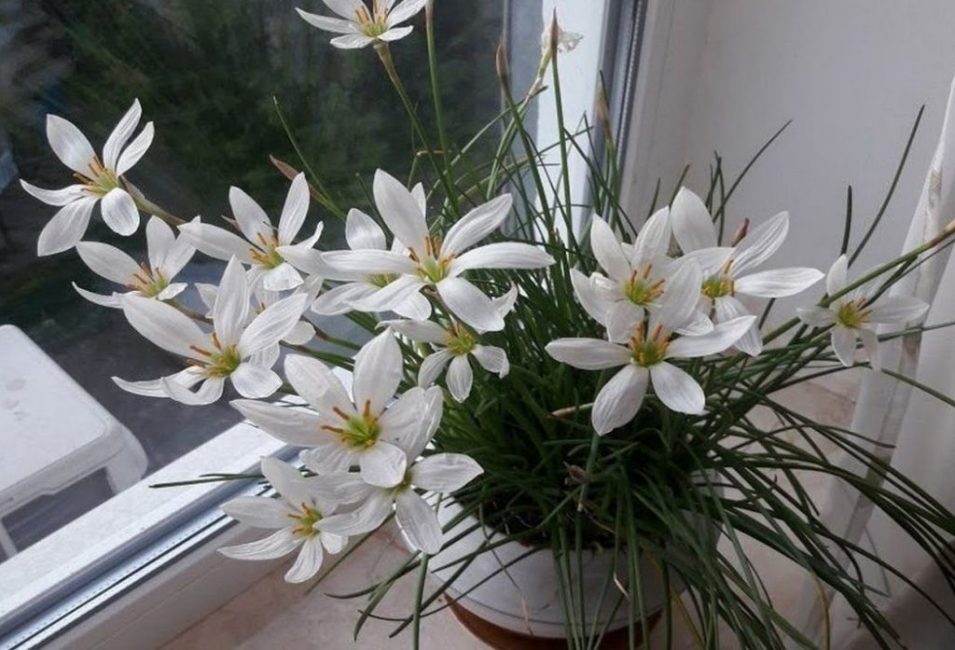 Zéphyranthes