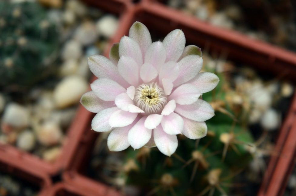 hymnocalycium à la maison