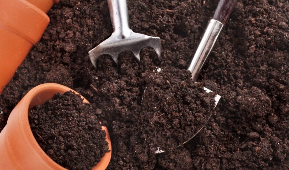 Les principales exigences du sol sont son acidité et sa douceur.