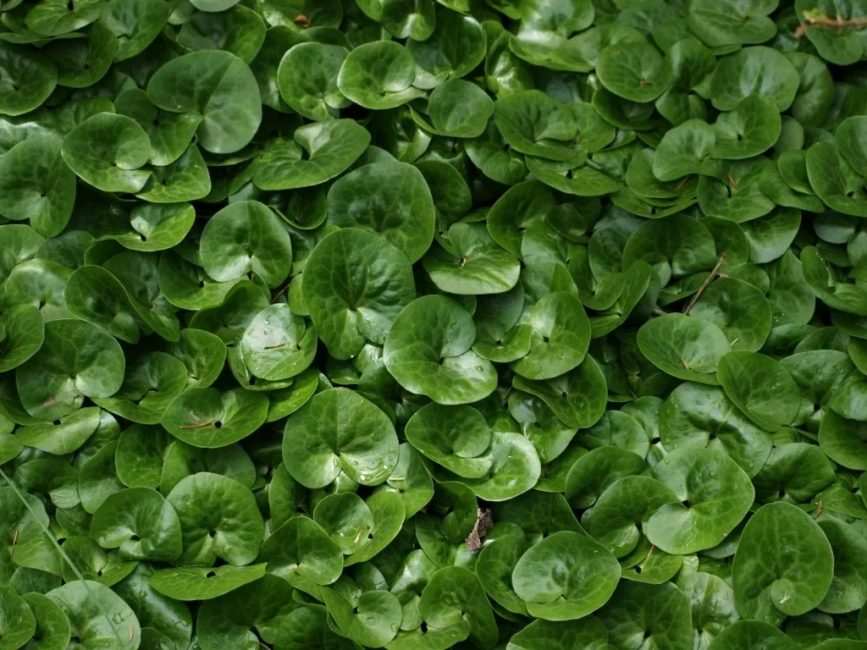 plantes tolérantes à l'ombre