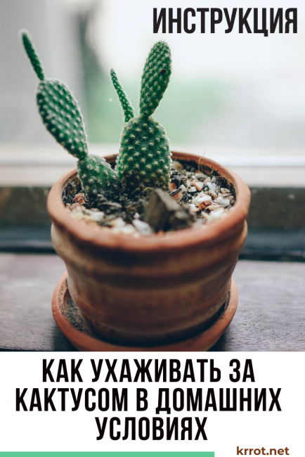 Comment entretenir un cactus à la maison