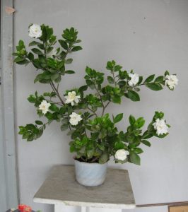 (50+ photos et vidéos)