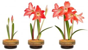 (100+ photos et vidéos)