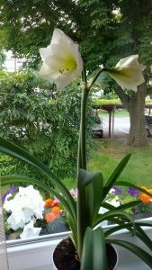 (100+ photos et vidéos)