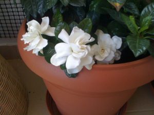 (50+ photos et vidéos)