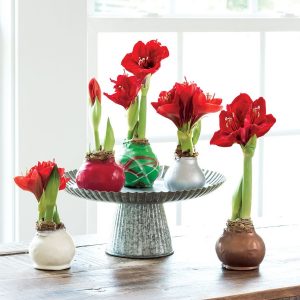 (100+ photos et vidéos)