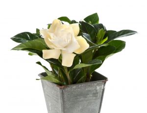 (50+ photos et vidéos)