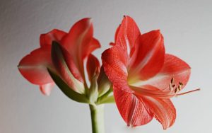 (100+ photos et vidéos)