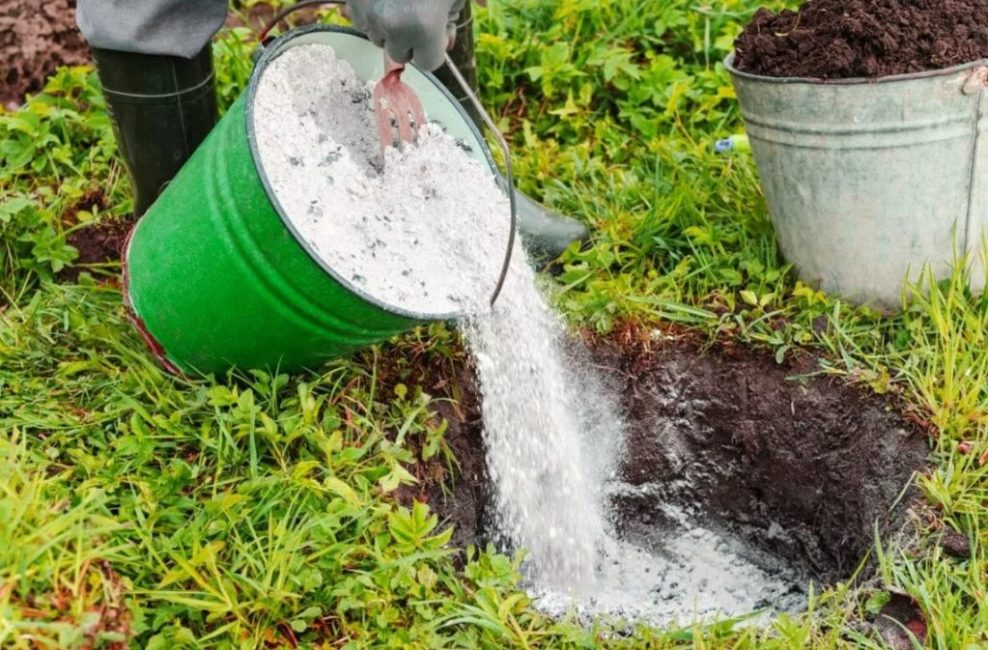 L'utilisation de la cendre de bois a un effet bénéfique sur la culture