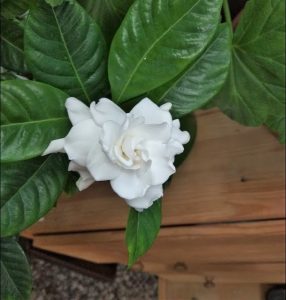 (50+ photos et vidéos)