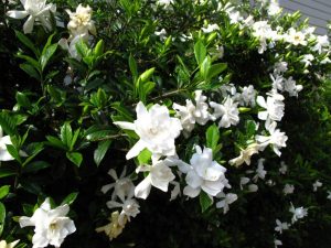 (50+ photos et vidéos)