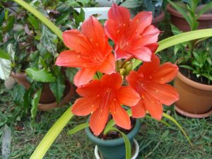 (100+ photos et vidéos)