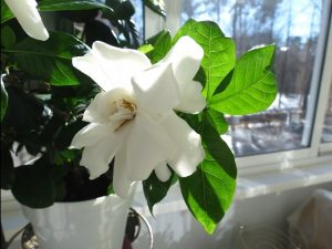 (50+ photos et vidéos)