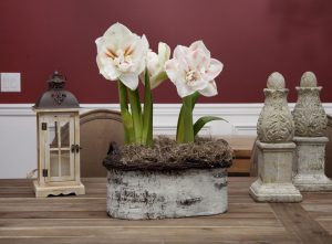 (100+ photos et vidéos)