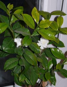 (50+ photos et vidéos)