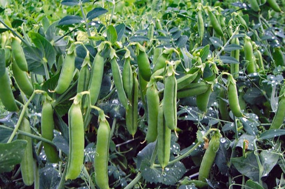 Pois comme engrais vert