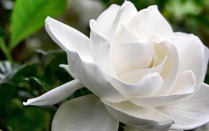 (50+ photos et vidéos)