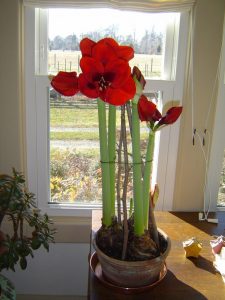 (100+ photos et vidéos)