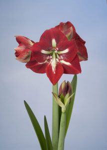 (100+ photos et vidéos)