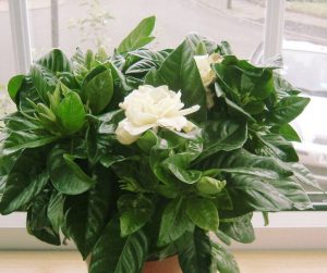 (50+ photos et vidéos)