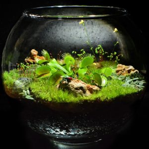 TOP 100 des idées de création (photo et vidéo)