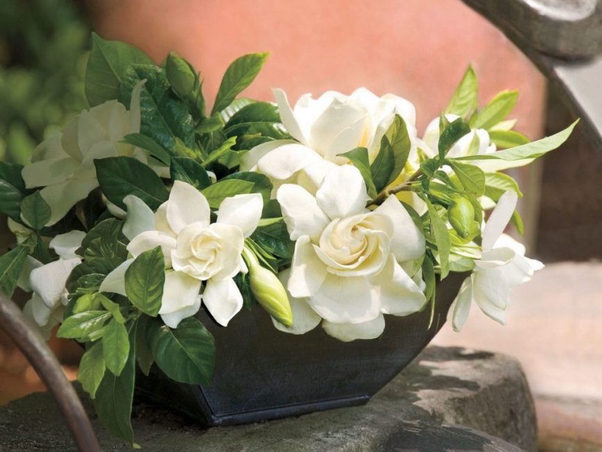 Floraison à la maison