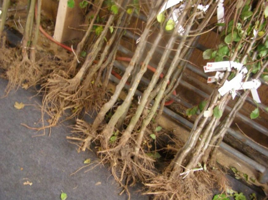 Semis à racines nues