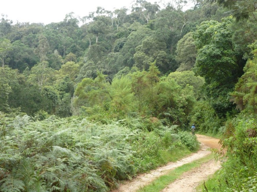Jungles humides et chaudes d'Afrique de l'Est - le lieu de l'aire de répartition naturelle des violettes domestiques