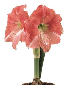 (100+ photos et vidéos)