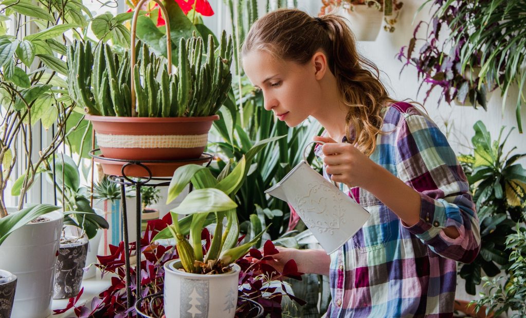 moucherons dans les plantes d'intérieur comment s'en débarrasser