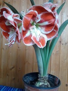 (100+ photos et vidéos)