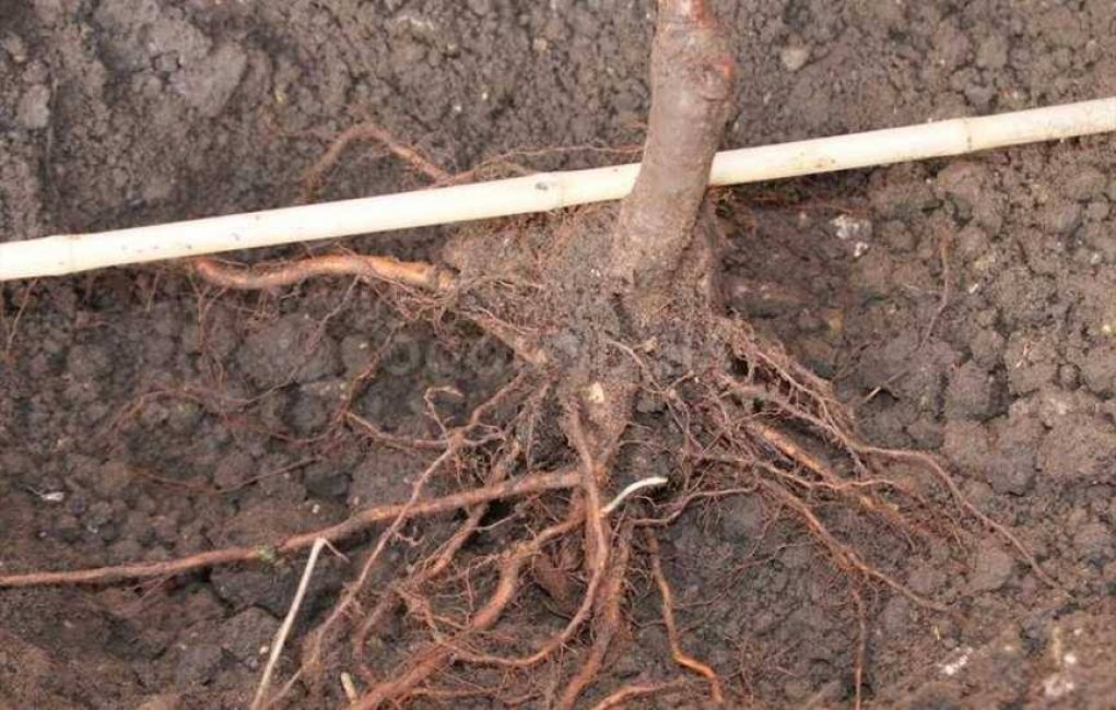 Système racinaire excessivement taillé