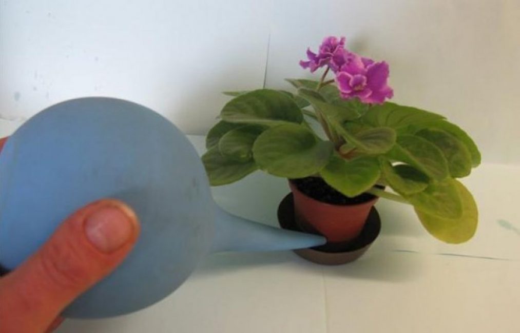 L'humidité ne doit pas tomber sur les feuilles de violettes pubescentes, il est donc préférable d'arroser à travers la casserole