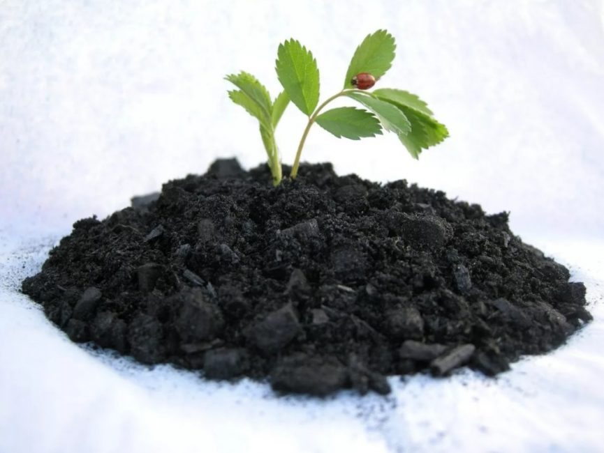 Chernozem a les meilleures performances