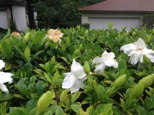 (50+ photos et vidéos)