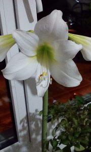 (100+ photos et vidéos)