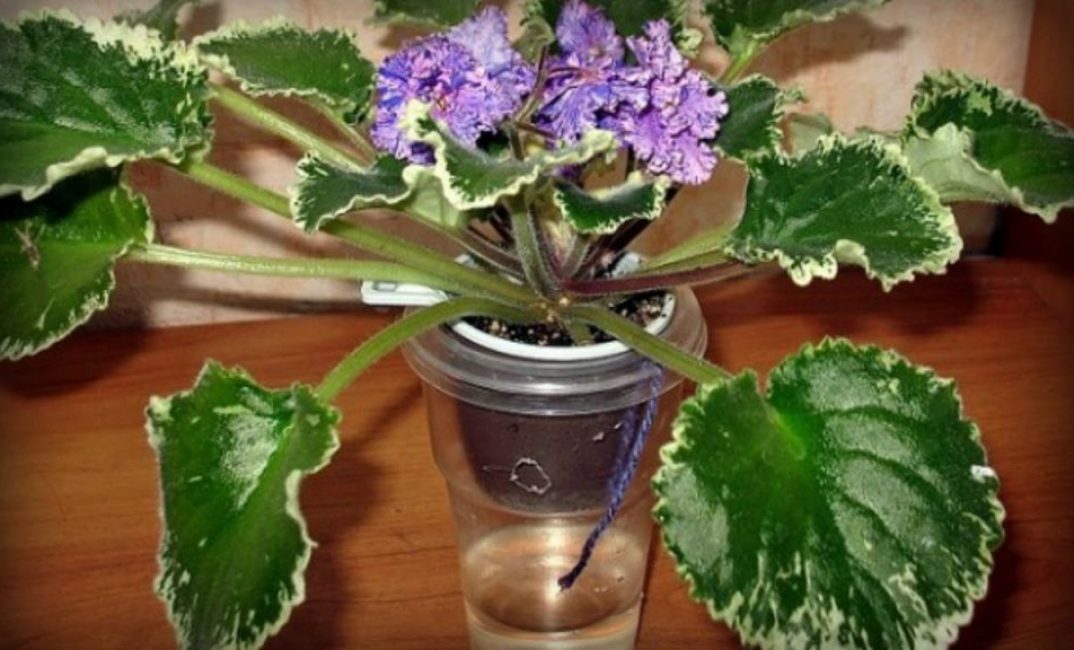 Mèche d'arrosage des violettes