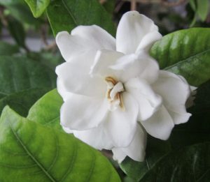 (50+ photos et vidéos)