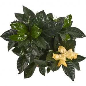 (50+ photos et vidéos)