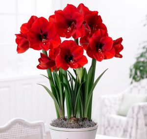 (100+ photos et vidéos)