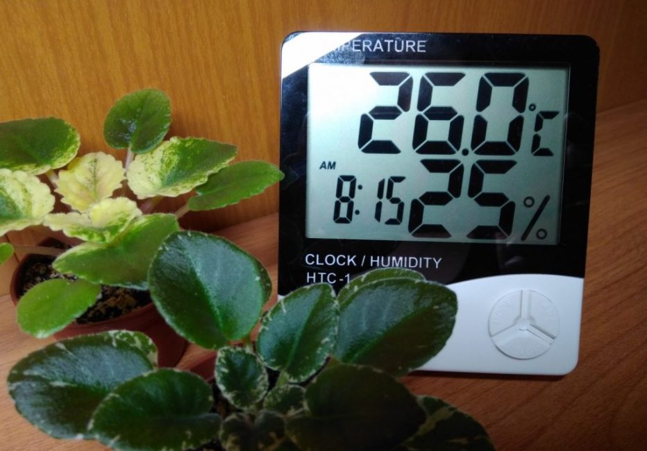 Violettes sans feuilles velues Mac Southern Springtime souffrant de conditions de faible humidité : des zones craquelées sont visibles sur les feuilles. La plante en arrière-plan a poussé dans des conditions de faible luminosité.