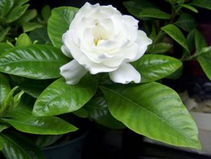 (50+ photos et vidéos)