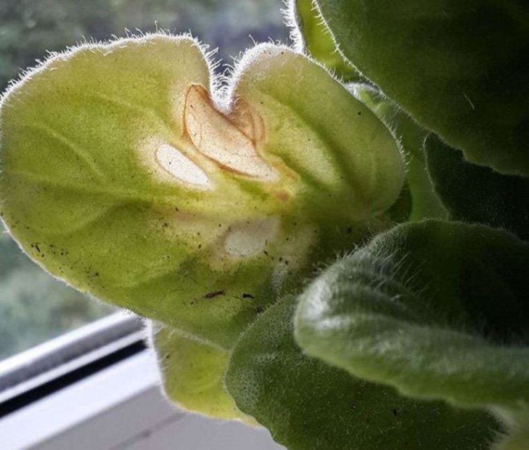 Les violettes en plein soleil sont sujettes aux brûlures.