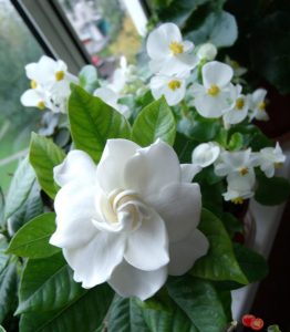 (50+ photos et vidéos)