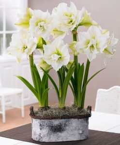 (100+ photos et vidéos)