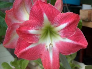 (100+ photos et vidéos)